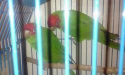 Cherry head conure pair. 4 to 5 years old. DNA certificates for both. $400 Call or txt 786-277-7773. This ad was posted with the eBay Classifieds mobile app.