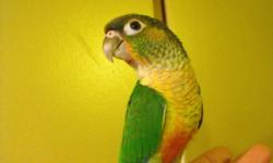 I am downsizing and looking for a new home for my 5 year old proven pair of cherryhead conures. Male is in good feather condition but female is plucked due to nestling.
