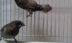 We have two male chestnut self societies available for new homes. Both are confirmed male (guaranteed) and in perfect feather. Both societies are 2012 birds and are free of Campylobacter and Cochlosoma (C&C). $20 each. Cage(s) not included.