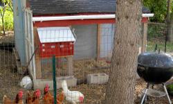 Custom made chicken coop
8' x 4' est. all wolmanized lumber,1/2 wire mesh including the bottom. Custom nesting box for external egg removal.
includes all water and feed containers. Has storm windows screwed to 1 side for easy removal.
$200.00 or best