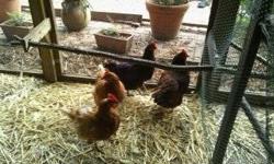Chicken - Homeless Hens And Ducks! - Medium - Adult - Female
Courtesy Posting Contact Name: Geronimo Contact Number:7074974231 Location:Arcada CA
Age:1-2 Est. Size:small to large
Social around people:YES Social around other animals:YES Background:10 hens,