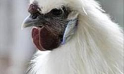 Chicken - Scott - Small - Young - Male - Bird
Scott is a young Ameraucana rooster looking for a flock of his own. Roosters make great companion birds with lots of personality and beautiful plumage at maturity. They love having a group of hems to manage
