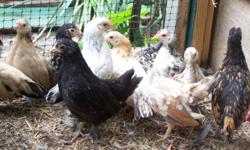Chickens for sale Malaysian Serama's (smallest chickens in the world) and Mixed bantys Cochins, young birds 1-5 months old 12.00 each or 20.00 a pair, ( rooster and hen) many to choose from call 845-750-6542 ask for Matt.