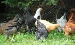 Mountain View Farms Hobby Farm in Ellijay Georgia is Currently Taking Orders - With Deposits - for Our Very Limited Number of Heritage Breed and Easter Egger Started Pullets Raised During the Farm's Annual 'Chick-to-Pullet Grow-Out' for 2015.
RESERVE THE