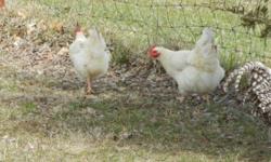 We have a small flock of Barred Rock and Deleware Laying hens. Two are 5 months old 7 are one year old and two are two years old. the rooster is a one year old Deleware. They are $10 each or $90 for all 11. You do not have to buy them all. For more