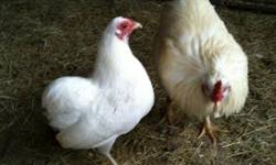 I have 3 chickens and one rooster bantam Araucanas rumpless . $120. (210) 355 1956.
This ad was posted with the eBay Classifieds mobile app.