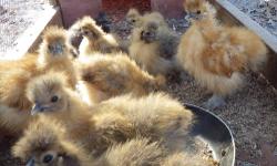 I have buff, partridge and blue chicks, about 3-4 month, straight run, chicks, that are outside and do not require heat. $10 each or 3 for $20
I have some younger silkies that require heat, but are 2+months old, and some younger, that are $7 each or 3 for