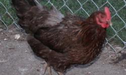 2 Brahma hens 1 year old,
1 Brown Betty hen 1 year old,
2 game hen
1unknown breed hen 2 years old.
Excellent egg layers, love to sit on eggs. All are healthy. In Jefferson SC Selling them due to the fact they lay way too many eggs, more than I and my