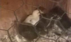 I have 9 chicks for sale some are 6 1 month old Easteregger /Lavender orpington cross asking $3.00 each for them. 2 are a large white cross with the Lavender Orpington they are 3 months old asking $5.00 for them I have chicks hatching now and they will be