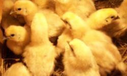 I have several breeds of chicks and ducklings currently available. They are all well-started, healthy birds:
White Plymouth Rock pullets (hens) ten weeks old - $7.50
Red Star pullets three weeks old $3.50/five weeks old $4.00
Amber Link pullets three