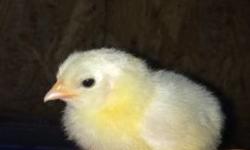 I have 10 white leghorn/ australorp mix 3 day old chicks. very excellent egg layers.
less than 3 chicks- $7
3 chicks for $20
5 chicks for $25
10 chicks for $50
bulk prices for any # of chicks over 3. tell me how many you want and i will give you a price
I