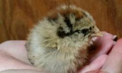 We have 5 Adorable baby chick pullets available. Rehoming fee is 5 pullets for $40 or $10 each- prices will increase as pullets get older. Come pick out 1 or your whole back yard flock. These will grow to be beautiful Hens and lay large brown eggs or