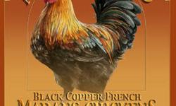 Chicks! Black Copper French Marans Chicks available $15.00 each.
Shipping ok
They are known for their extremely dark chocolate-brown egg color.
It is one of the rarest breeds in this country.
NPIP Shipping Available.
[email removed] web