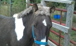 5 year old guilded pony. Comes with bridle and saddle. Used to work at fairgrounds for childrens rides. Great with kids.
Has never been shoed, but has no feet issues.