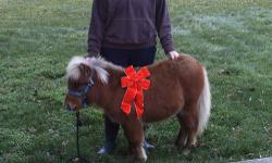 Truffle is 28" tall and would make a perfect stocking stuffer or Christmas gift for someone. He is 6 months old, has good feet, teeth, and platinum disposition. His coat is the color of honey and his mane and tail are pure silver. Both Father and Mother