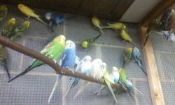 *Christmas Special, This month only: All parakeets buy one get one FREE!*We have parakeets, lovebirds, zebra finches and cockatiels.
Prices range from $10 to $30 each. Local sales only. Most compettive prices you'll find. Sorry, we do not ship birds.
