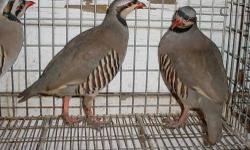 very healthy chukars available(4 females) , organic feed only, free range.
$19 each firm, cash, no trades.
Sold Also available 10 eggs ($20 for all 10 eggs). Sold
this add will be deleted if the birds are not available.
call or text 619-800-5518 only if