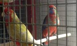 I have 2 YOUNG unrelated pairs of Crimson Rosellas. Both males are Cinnamon and both females are normal crimson. Very rare and hard to find. These birds are a little over a year. No trades.
650 per pair obo
This ad was posted with the eBay Classifieds