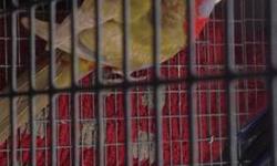 I have a young pair of crimson rosellas. They are about 1 year old. The male is cinnamon crimson and the female is normal crimson . Both are very big size I have two pairs to chose from
650 obo.
This ad was posted with the eBay Classifieds mobile app.