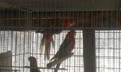 3- Cinnamon Fiery Rosellas for sale.
Approx 4 mos old and not hand fed.
Emails or text messages ONLY please. Thank you.