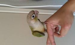 Hello I have young 2 cinnammon green cheek conures. Semi tame as of now needs a lil time to get use to u. They still let u hold them see pictures. Pictures were taken today 8/20/13. For more info please text/call. 4086220491 thanks I dont really reply on