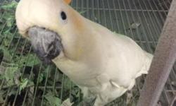 Available! Beautiful TAME Citron Cockatoo... Stop by at
9531 Jamacha Blvd. SpringValley, Ca 91977 or call 619-434-3207