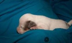 This is a blue piebald male. He will be ready December 8,2012 with his age appropriate shots and worming as well as a vet check. We are currently accepting $100 deposit to hold him until he is ready. to see pictures of his parents go to my website at