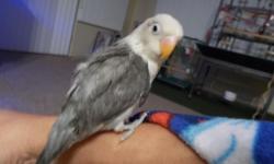 Clear head mauve fisher lovebird, 3 months old, tame, Gender is unknown, Not to many baby mauve clear head n blue feet fisher lovebird look like this around, $160, serious interest person only, no time for flakers.