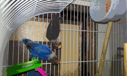 Two female (cobalt and slate) lovebirds for sale. $80 each or trade for a male of similar colors.
Email or text.
2 lovebirds a $80 cada uno
I also have a 5 month old female green lovebird for $25