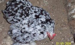 Frizzle and regular bantam cochins for sale. All diffrent ages, and all are bantams.Birds in pictures are some of the parents. I can email pictures of the birds for sale if you are interested. Burlington NC 336-421-0483 leave message