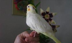 Male cockatiel comes with cage and food. Email me at [email removed] or text/call 256-453-4645 serious inquires only please.