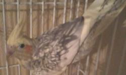 Very healthy year and a half old cockatiel. Shes the yellow one. Semi-tame but came be fully tamed very easily. She comes with her medium sized cage.
I am located southsan antonio near sw military & bynum. Or new laredo hwy Please do not respond if you