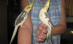 Looking for a six month or older white face female cockatiel for a breeder not pet.thank you.