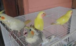 4 young cockatiels, sweet, $40.00 each
no shipping, local pick up only