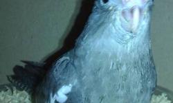 Adorable and friendly baby Cockatiels! I have 4 handfed/raised white-faced Cockatiels which will be weaned in the next two-three weeks. They are all friendly and hand tamed. They are $100ea.
If you're interested please call - 214=six00-37six0.
To see more