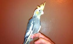 I have a beautiful grey 16 weeks old cockatiel for sale. Very cute and healthy. Price is $65 . Pls call salam on 3477079756 if interested.
This ad was posted with the eBay Classifieds mobile app.