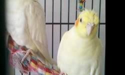 Cockatiel - Bonnie And Clyde - Small - Adult - Bird
We are Bonnie and Clyde. Our ages are unknown. We are Cockatiels. We are bonded to each other. We are afraid of human contact but with some handling we could possible become friendly. If you would like