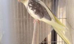 I have a pair of dominant silver cockatiel breeding pair
asking for $120 obo
cinnamon pearl sfds split wf female
sfds pied split wf pearl male
Pick up only cash only (bring your own cage!)
Call or txt for more info 323 775 4877