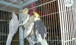 I have cockatiels for sale. They are between 4-7 months. They younger they are the sweeter they are. They have been hand feed. Please let me know if u r interested.
Please txt: 214-680-9026
Or call 214-725-4254
This ad was posted with the eBay Classifieds