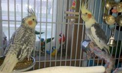 Cockatiel - Grandpa, Grandma And Joe - Small - Adult - Bird
Meet Grandpa, Grandma and Joe. All three are Cockatiels. With a little work and patience they could learn to step up. If you are interested in either of these Cockatiels please contact The Center