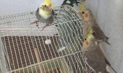 I have very sweet hand fed babyi cockatiel for sale , they just start eating on thir own and ready for new home you will love them call me at 619-277-1838 thanks