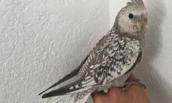 Hi I have rare silver cinnamon cockatiel for sale. She got clear head and clear tail. She is 2 month old and she has been hand feeding since she was two weeks old. She is very healthy and active. We feed her exact hand feeding formula that have DHA and