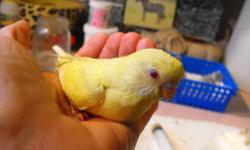 Young lutino cockatiel,
Says "Pretty bird" very clearly.
Loves his head to be scratched.
We were told he is a male, looks like a male, yet not DNA'd.
Sweet personality. Need to find him a new home who will give him undevided attention.
He does make