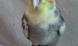 pastel face emerald male and pastel face pearl female. cockatiels for sale asking 160 obo
This ad was posted with the eBay Classifieds mobile app.