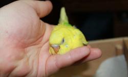 I am looking for a female cockatiel to keep my male company in his outdoor aviary. If you have a cockatiel you can no longer keep please let me know. I could trade a breeder style long white cage if needed or offer you a baby if they have one in trade.