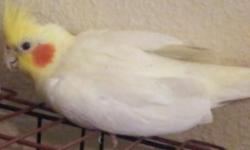I have a very beautiful young cockatiel!! male. will come with big cage, food. Bowls... ect. I am asking 175 rehoming fee...very healthy and pretty nice spacious cage.... Plus I have food and eveything you would need... Thank you for reading have a