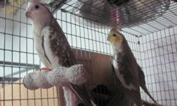Beautiful Cockatiels. Babies, Juveniles and Breeders.
Normal Gray $50
White Face $60
White Face Cinnamon $80
White Face Pied $90
W.F. Cinnamon Pied $100
Pastel Face Cinnamon $120