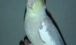 We have a few cockatiels available, they are hand raised and between 3-6 months of age. Asking $75-$100 for each cockatiel. Please call or text 214 six hundred 3 seven 6 zero for more info. Serious inquiry only please.