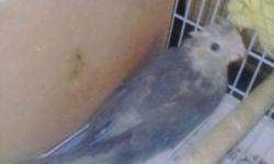 Cockatiels hand fed $40.00 call 337-478-2082 for more information