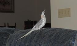 We have two cockatiels for sale one is a boy solid white the other one is white gray and yellow girl the white is tame he will get on your hand need gone soon